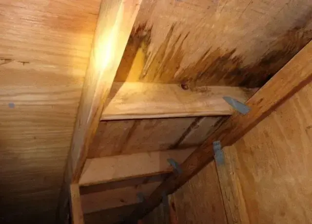 Dark water stain on the roof sheathing and rafters inside an attic